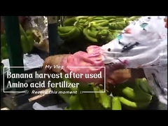 바나나 나무용 수용성 칼슘 아미노산 킬레이트 15% 비료