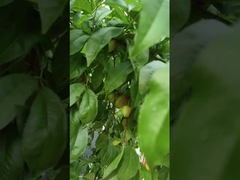 하이 질소 액체 아미노산 식물 비료 관개 시스템 지원