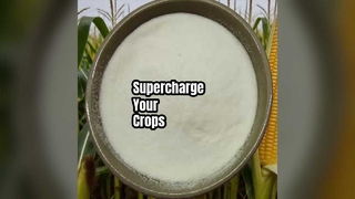 부스트 작물 수확량 아미노산 분말 80%