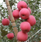 칼륨 비료는 사과 과일의 안토시아닌 축적 붉은 색을 향상시킵니다.